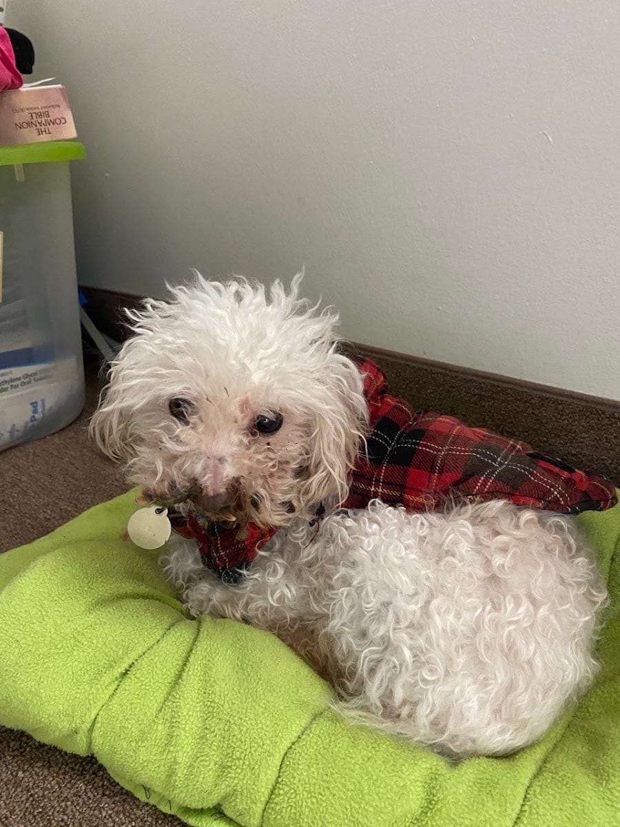 Rochester Community Animal Clinic, photo 3