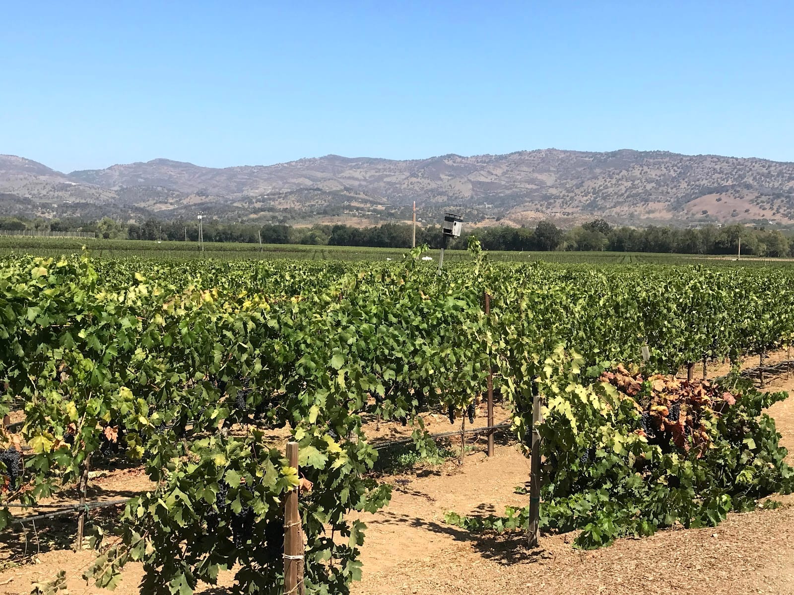 Robert Biale Vineyards, photo 4