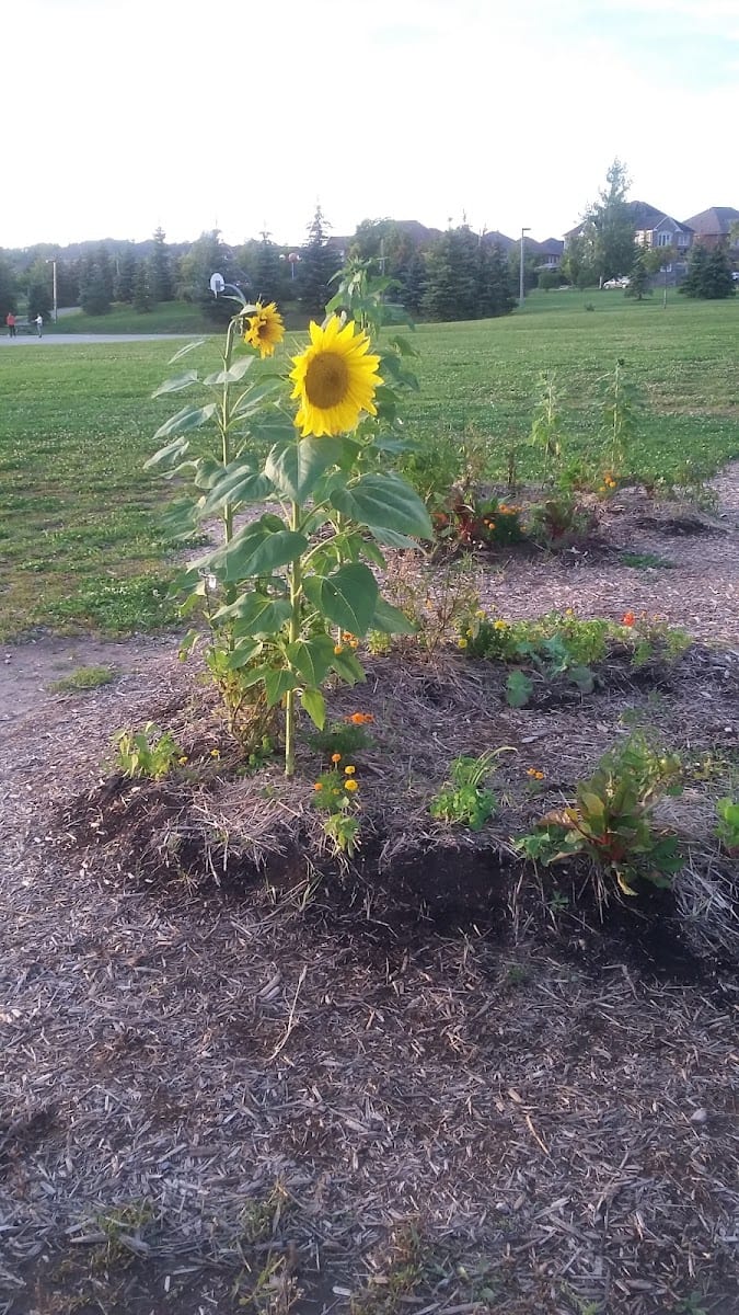 Oak Ridges Lions Club Park, photo 3