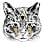 Grey Tiger