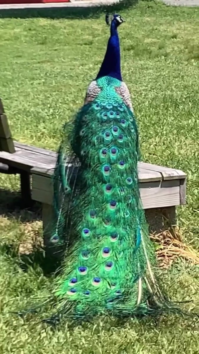 Bluebird Gap Farm, photo 3