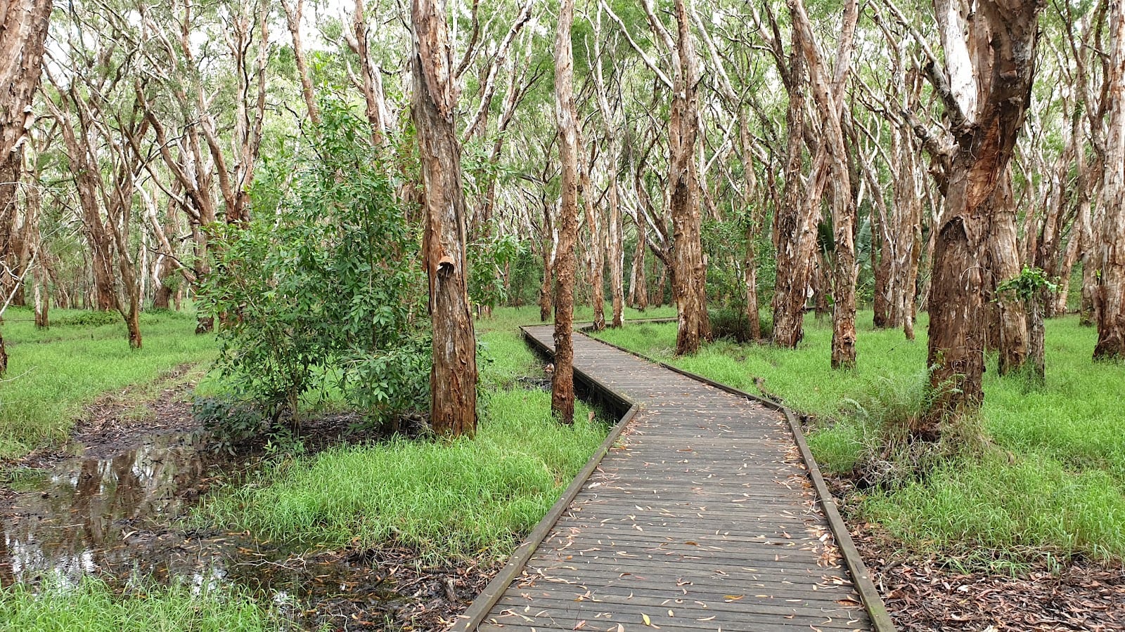 Kommo Toera Trail