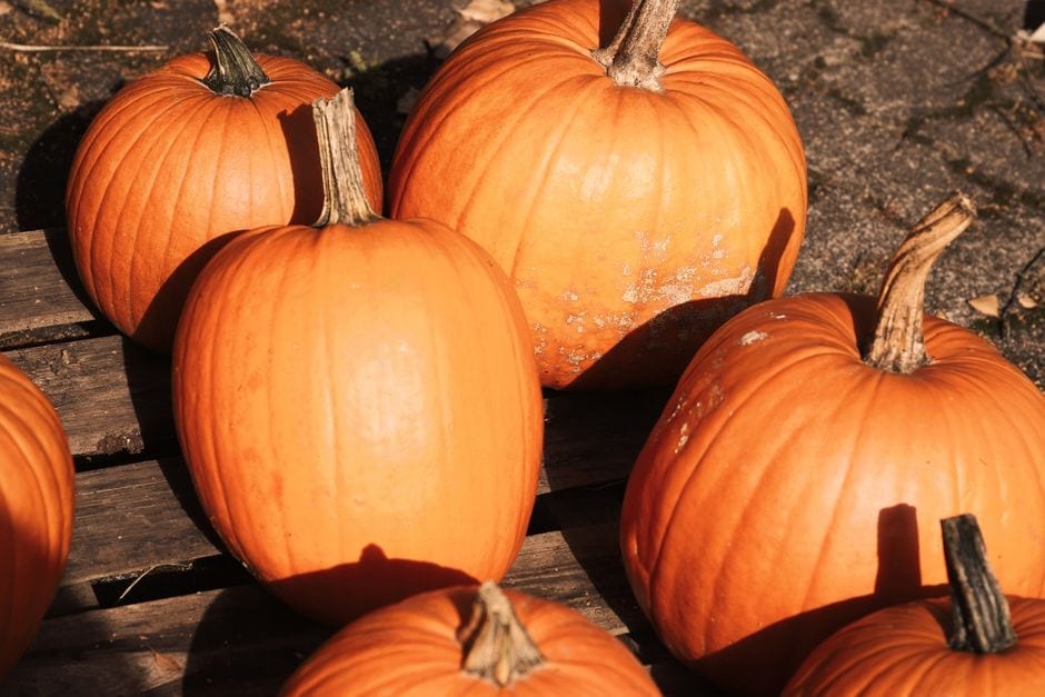 Muscoot's pumpkin weekend needs helpers: what to ask first