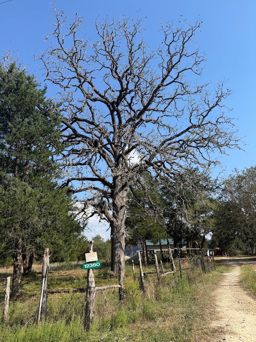 Master Trees Services Brenham, TX, photo 3