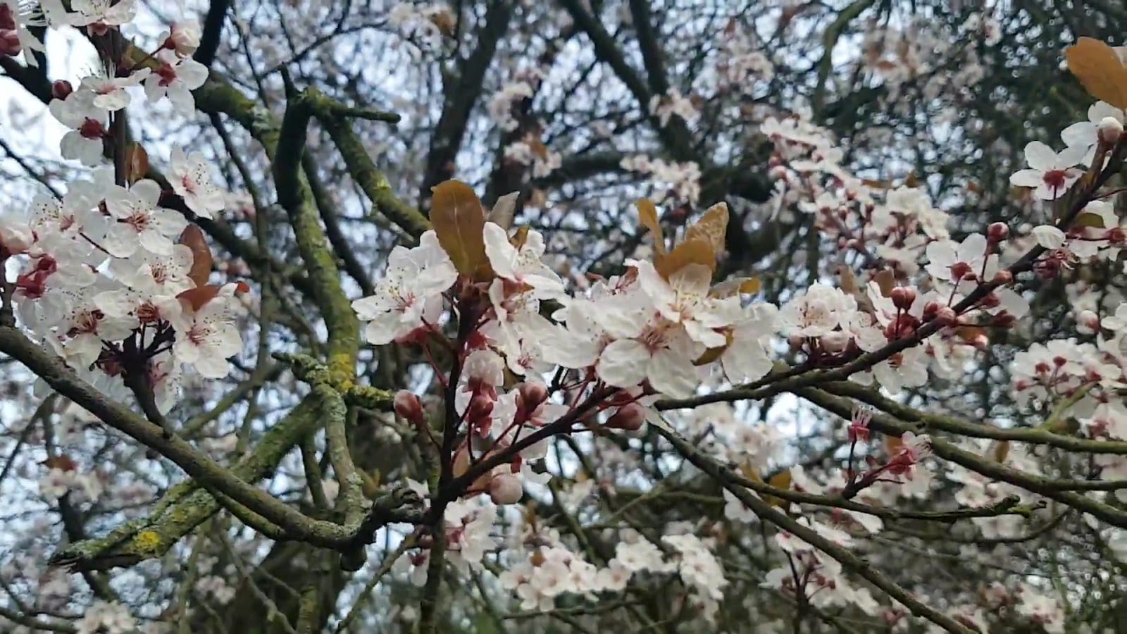 Clarence Park, photo 2