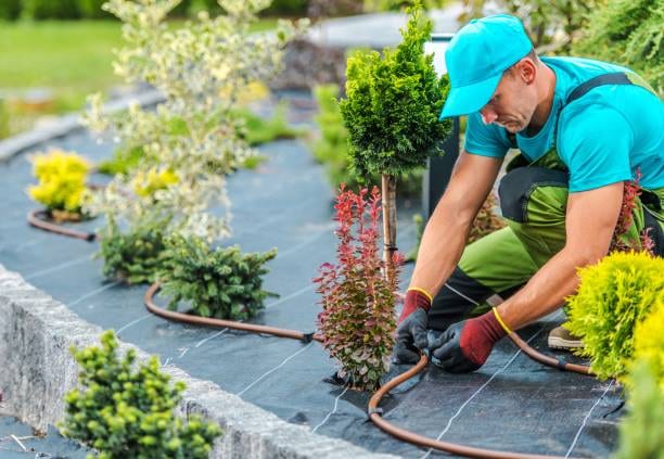 Landscaping Lubbock Pro, photo 3
