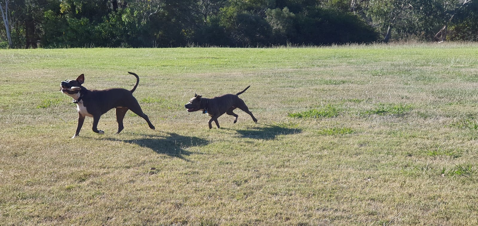 Clarendon Reserve Dog Off Leash Area