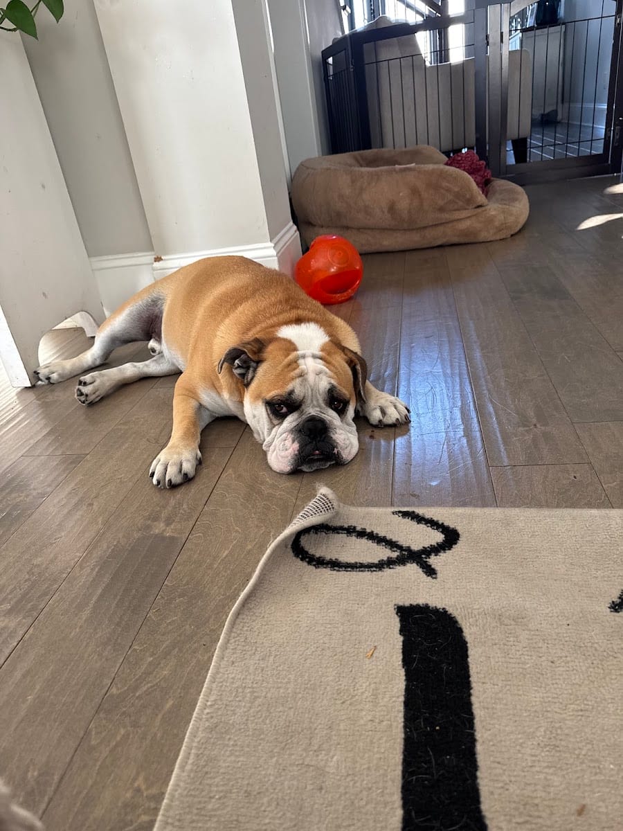 Paradise Pet Resort & Spa, photo 3