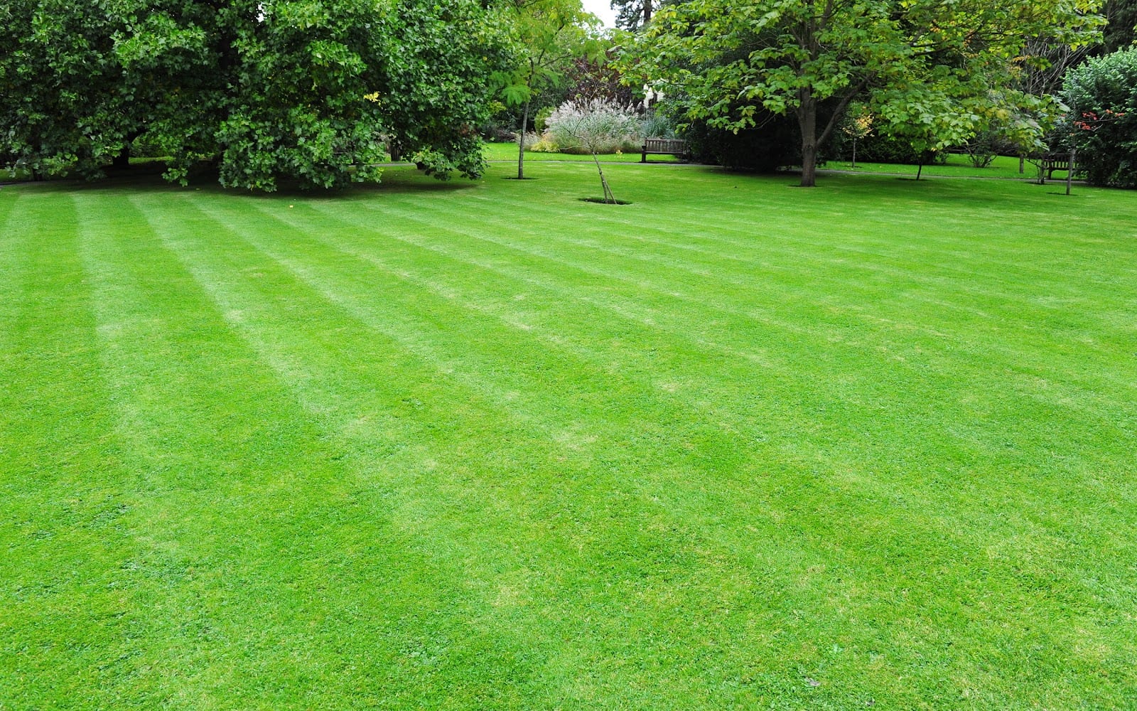 Lubbock General Lawn Care, photo 4