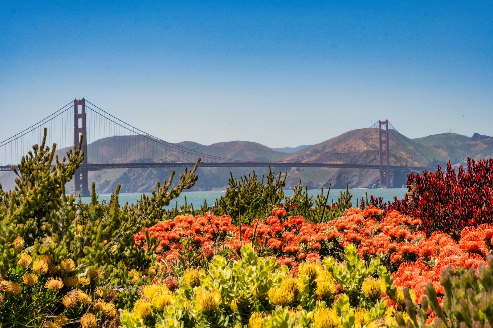 Presidio Tunnel Tops, photo 2