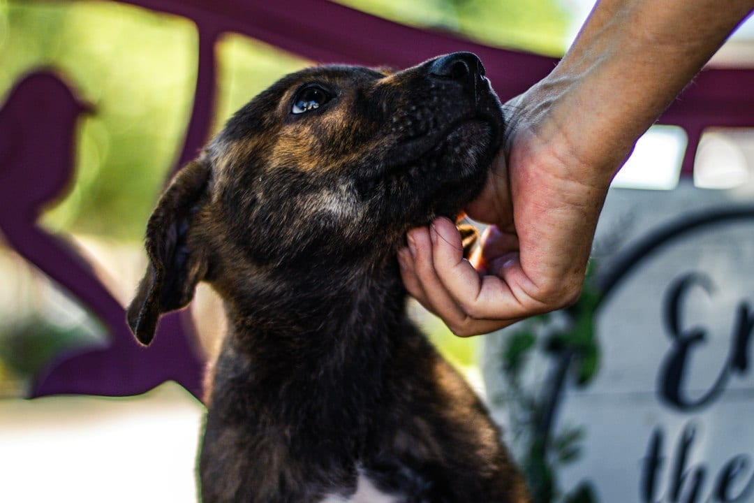 National Make a Dog's Day: Be Someone's Favorite Human