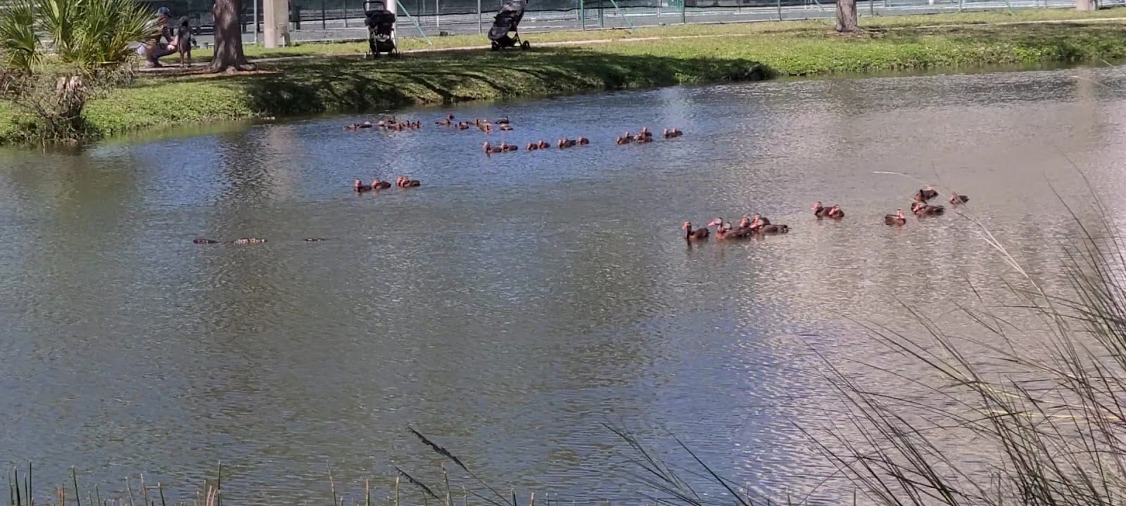 Payne Park, photo 3