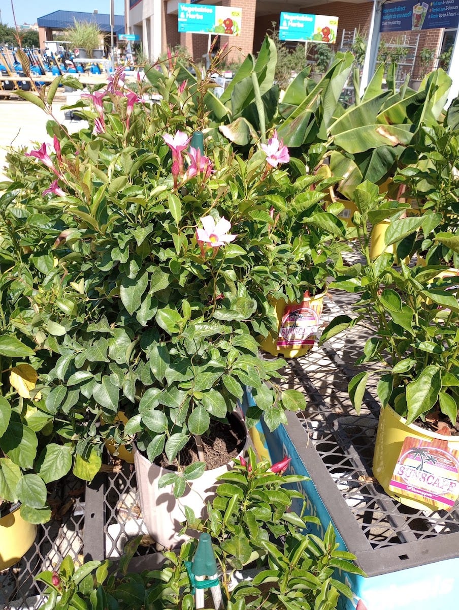 Lowe's Garden Center