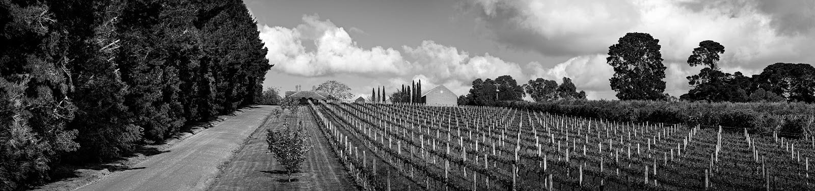LL Vineyard