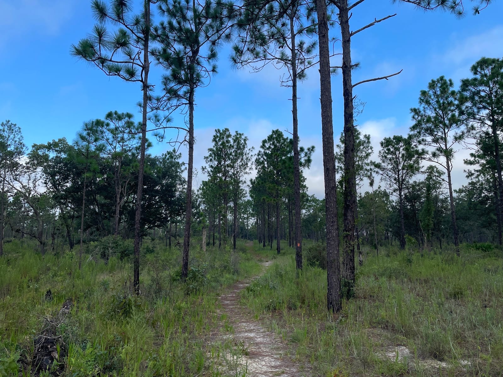 Florida Trail Treat Rd Trailhead, photo 3