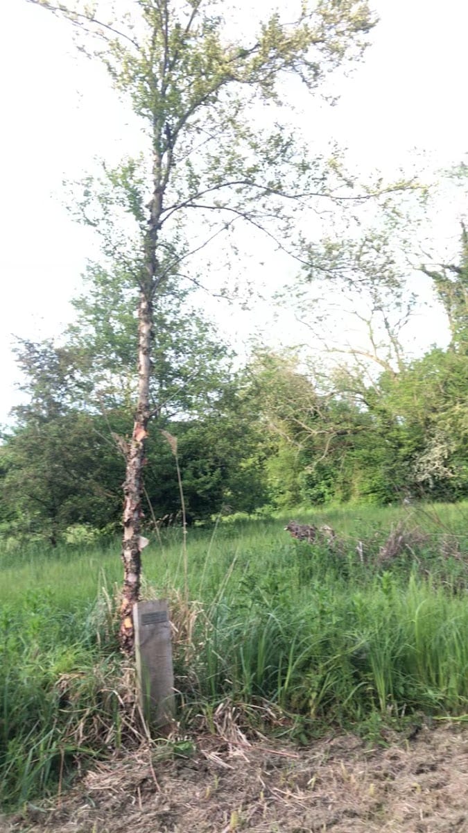Yare Valley Walk