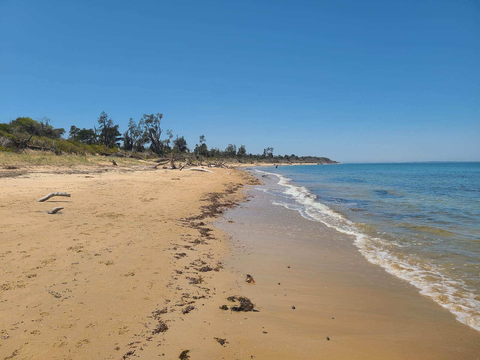 Somers Beach Dog Off Leash East Area