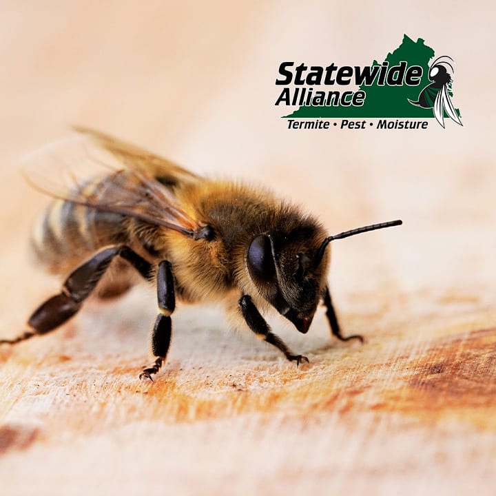Statewide Alliance Termite, Moisture & Pest Control, photo 4