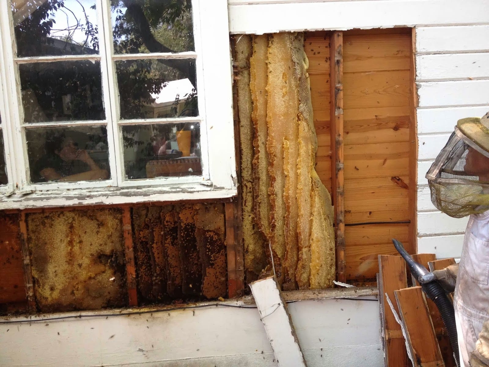 Oakley Honey Bee Removal, photo 2