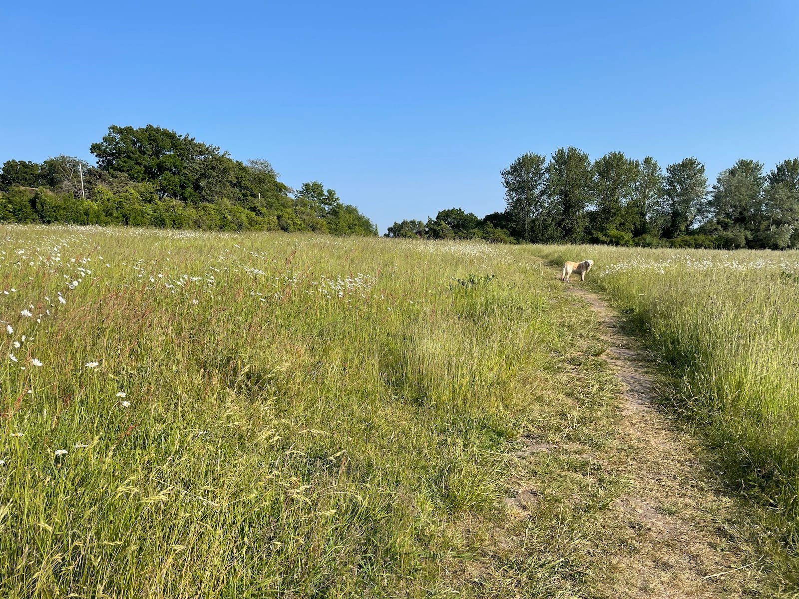 Strawberry Field Wildflower Meadow