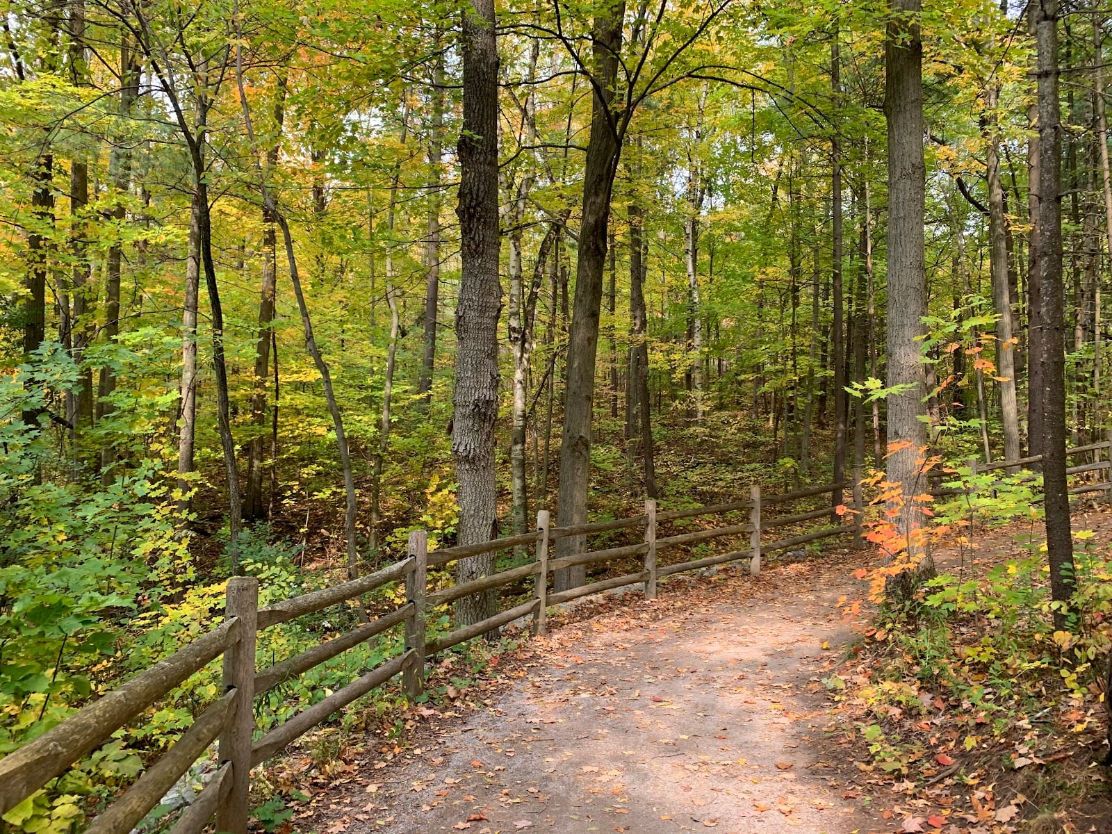 Jefferson Forest