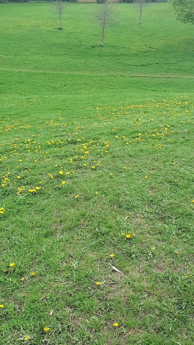 Lescon Park, photo 2