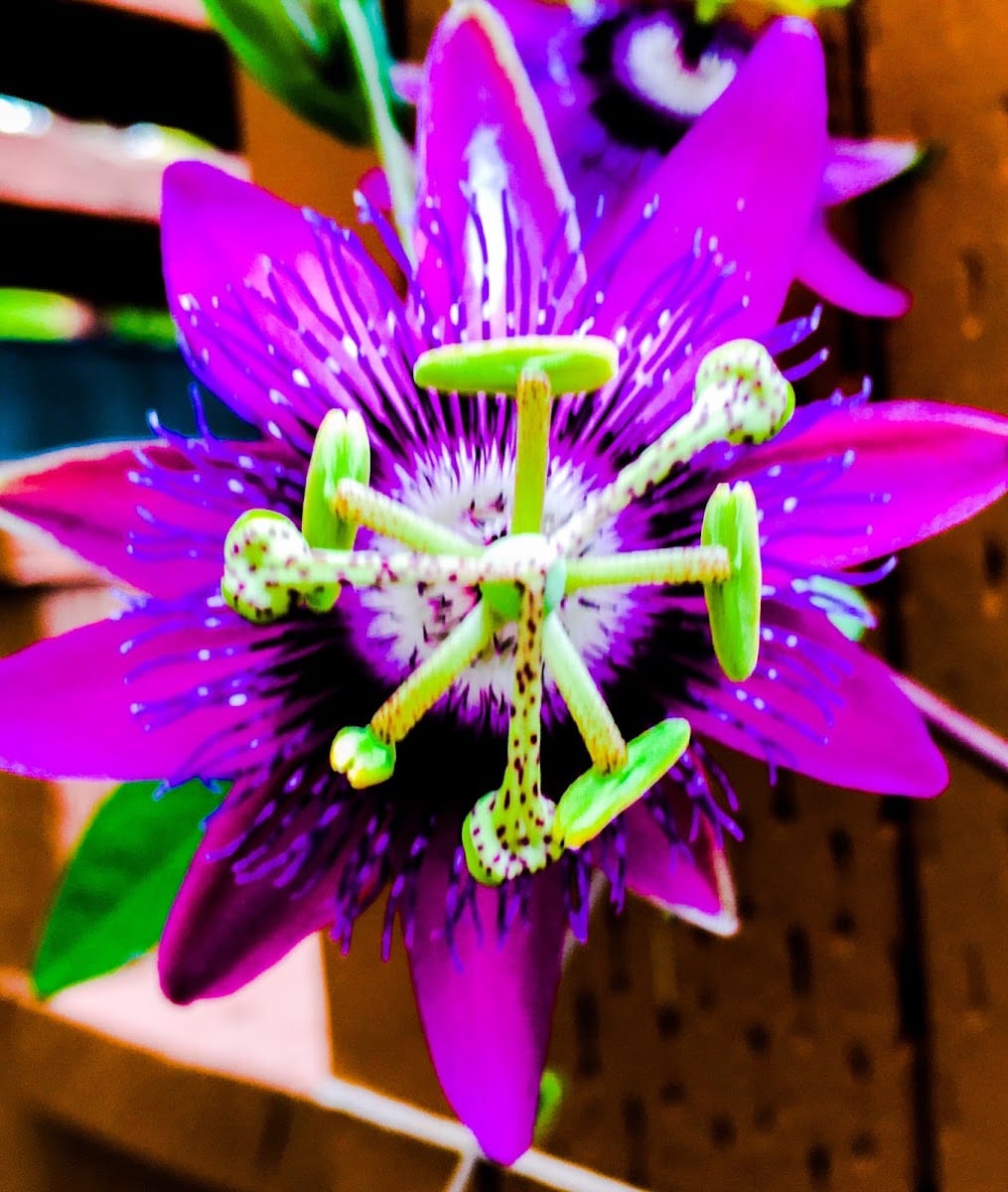 Spade Gardens & Landscaping