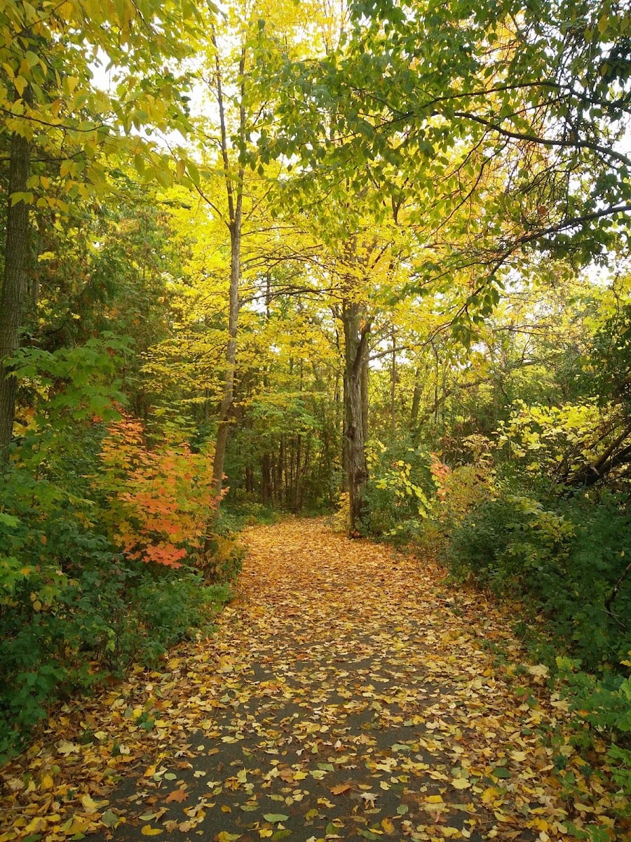 Beaver Woodland, photo 3