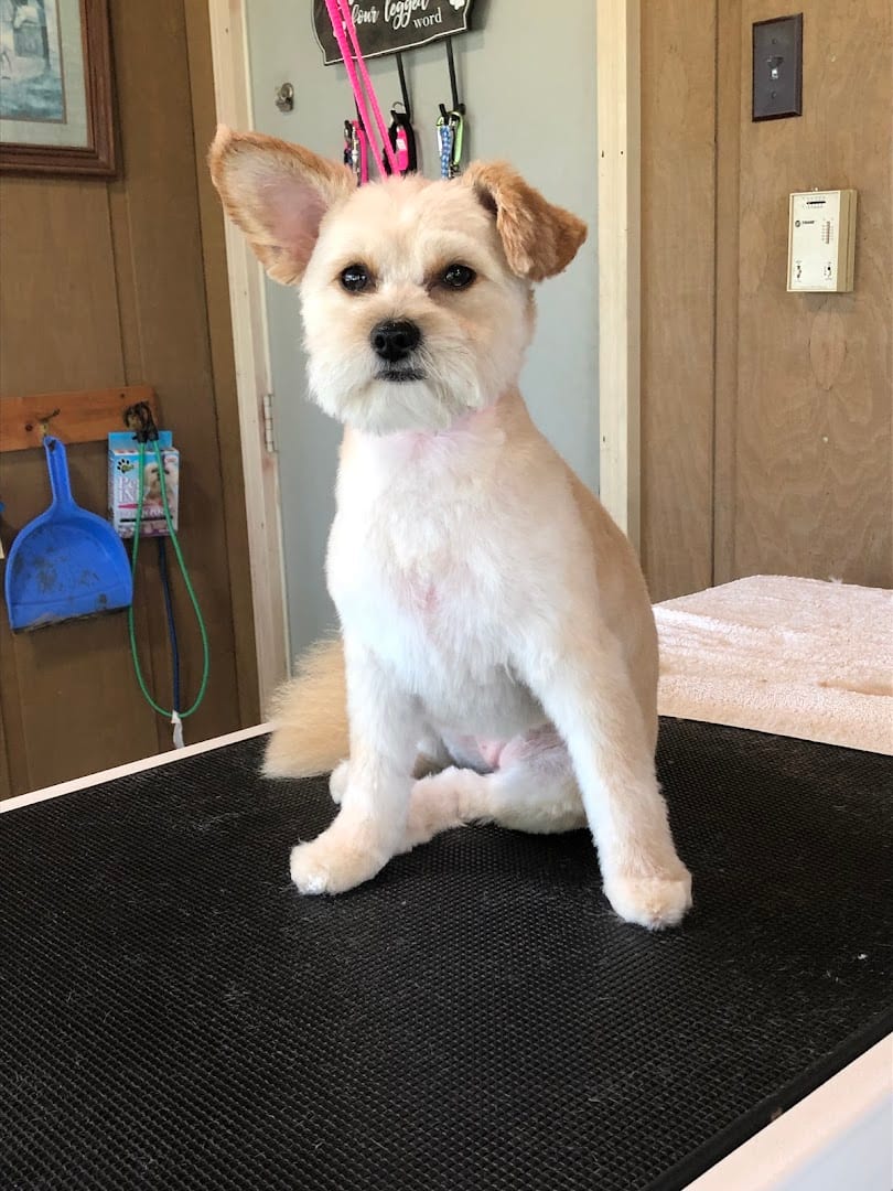 LONE WOLF GROOMING, LLC, photo 3
