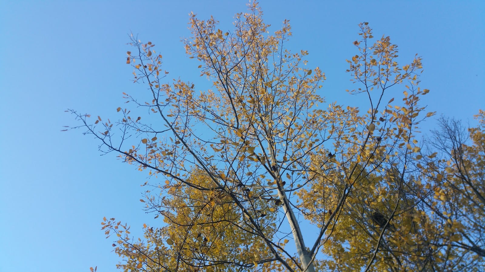 Cardinal Woods Park, photo 3