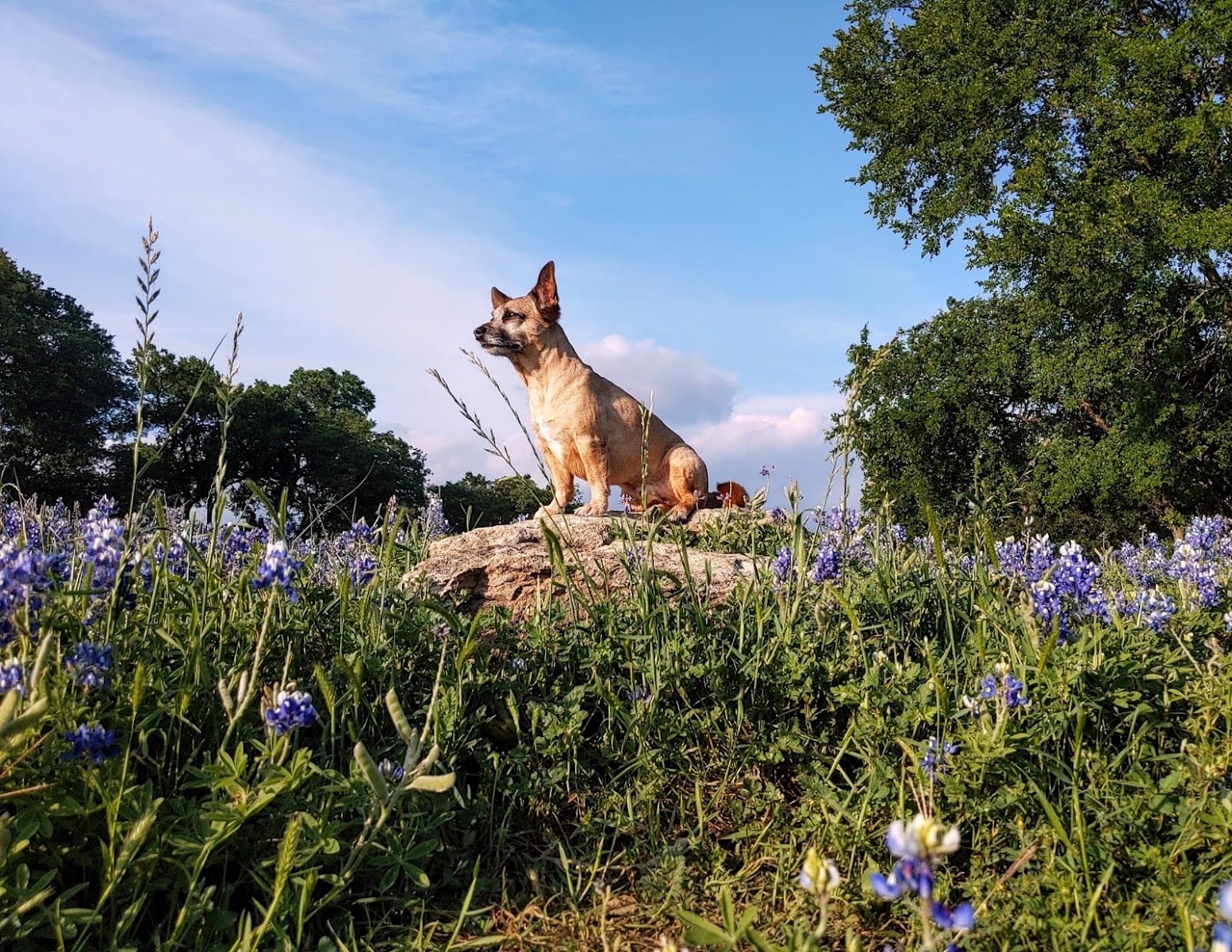 Forrest grove park