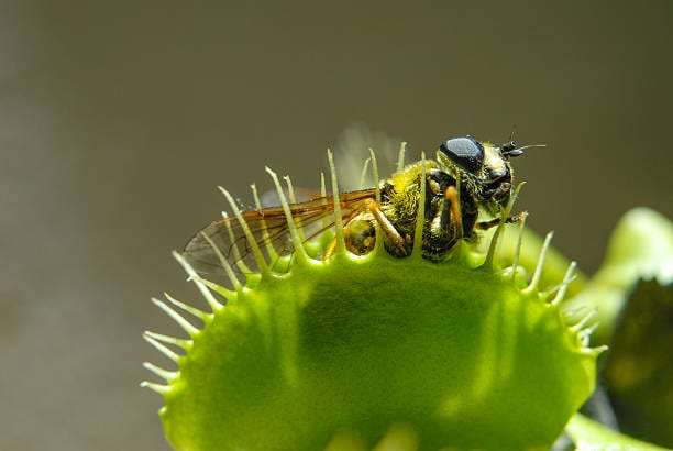 Carnivorous Plants in Joburg: Meet the Bug-Eating Plants in Kyalami