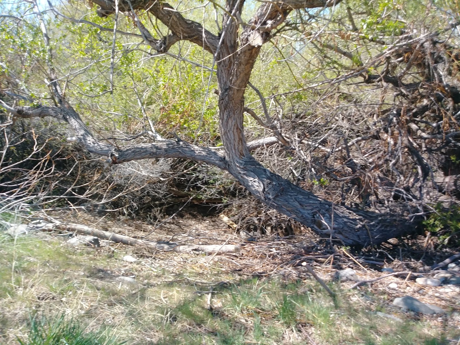 Nature Park