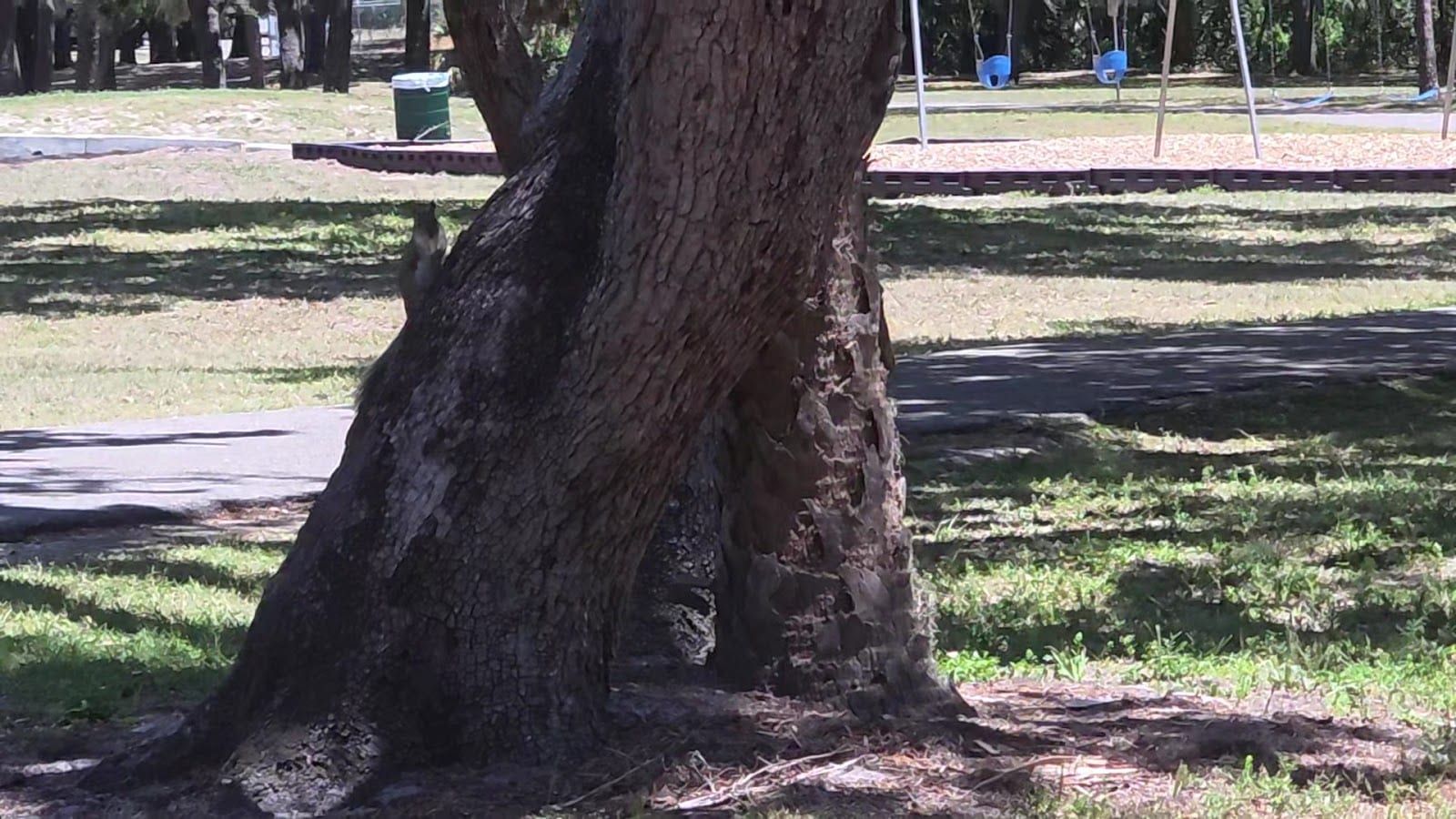 Rowlett Dog Park, photo 2