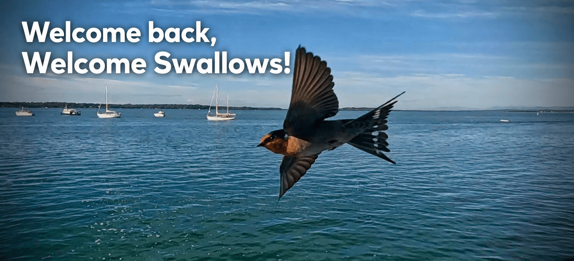 Welcome back, welcome swallows...the community still has questions...