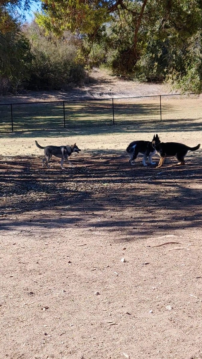 MacKenzie Canyon Run Dog Park, photo 2
