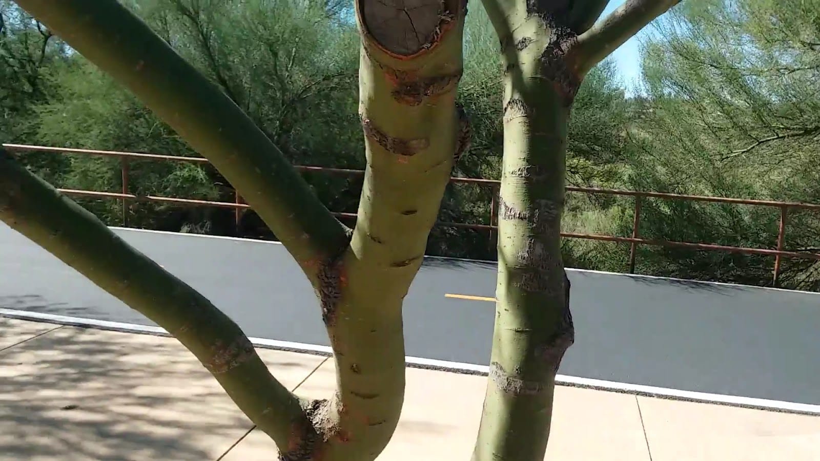 Pantano River Path, photo 2