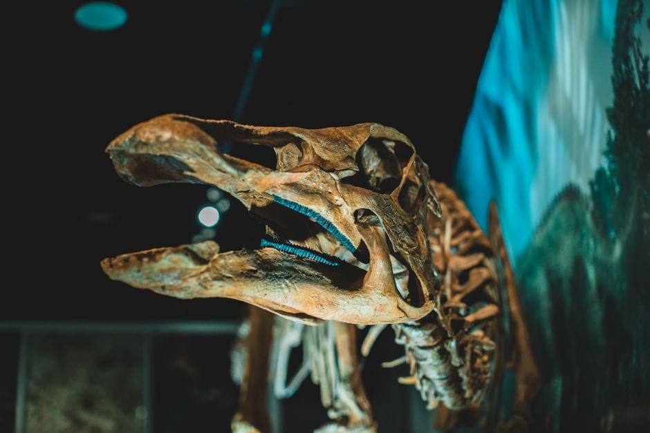 Illustrative fossil exhibit, not Tellus Science Museum
