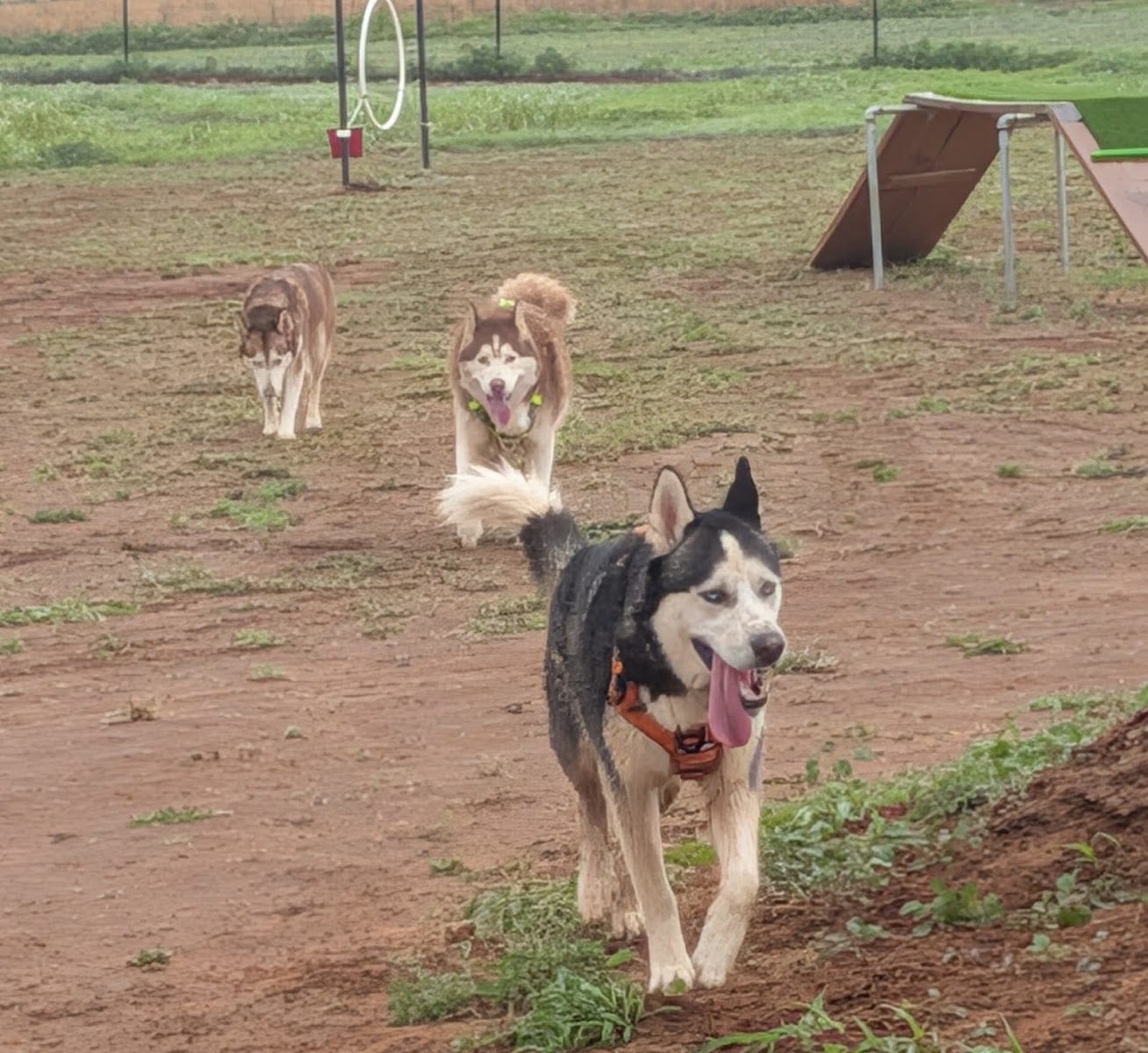 DJ2 Private Dog Park, photo 3