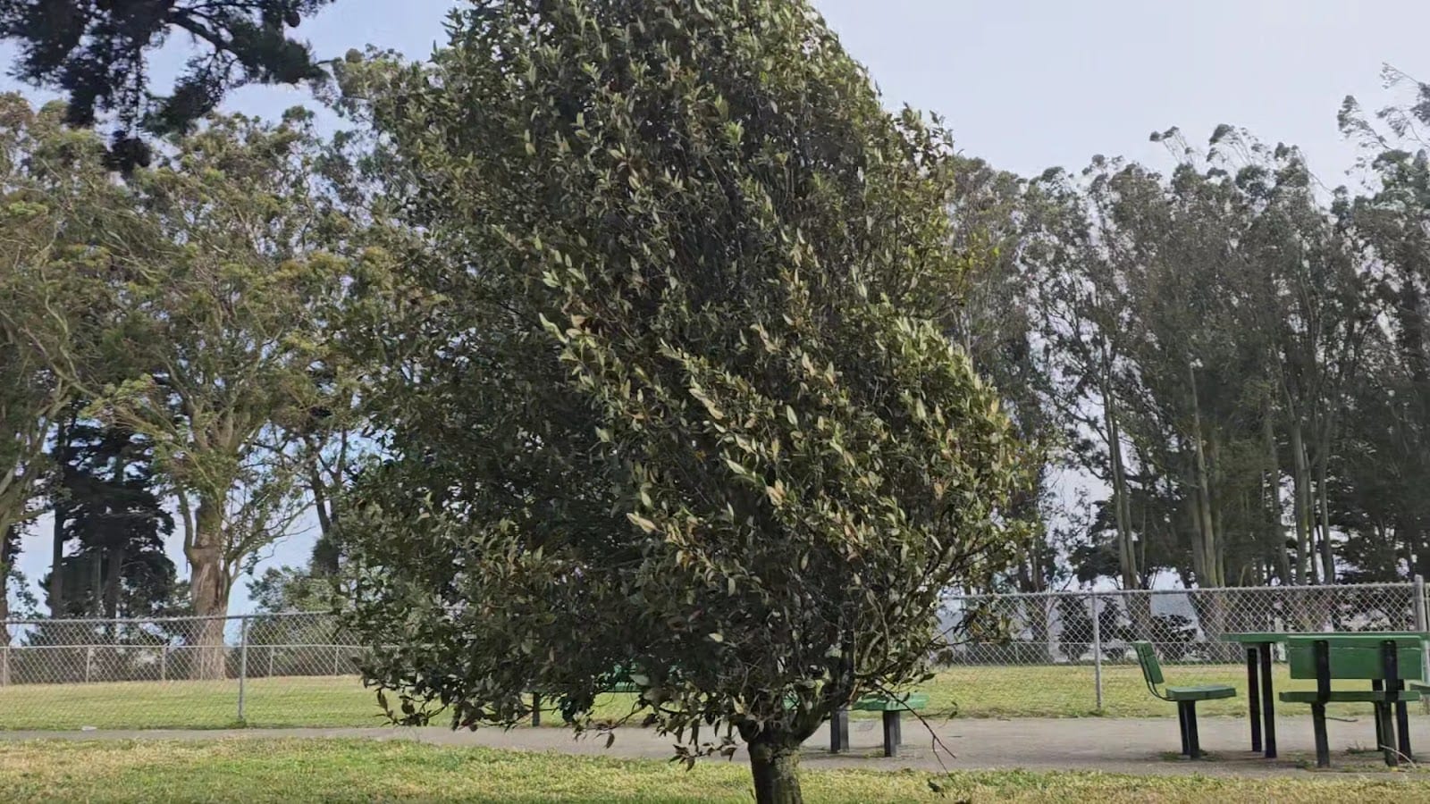 Holly Park, photo 2