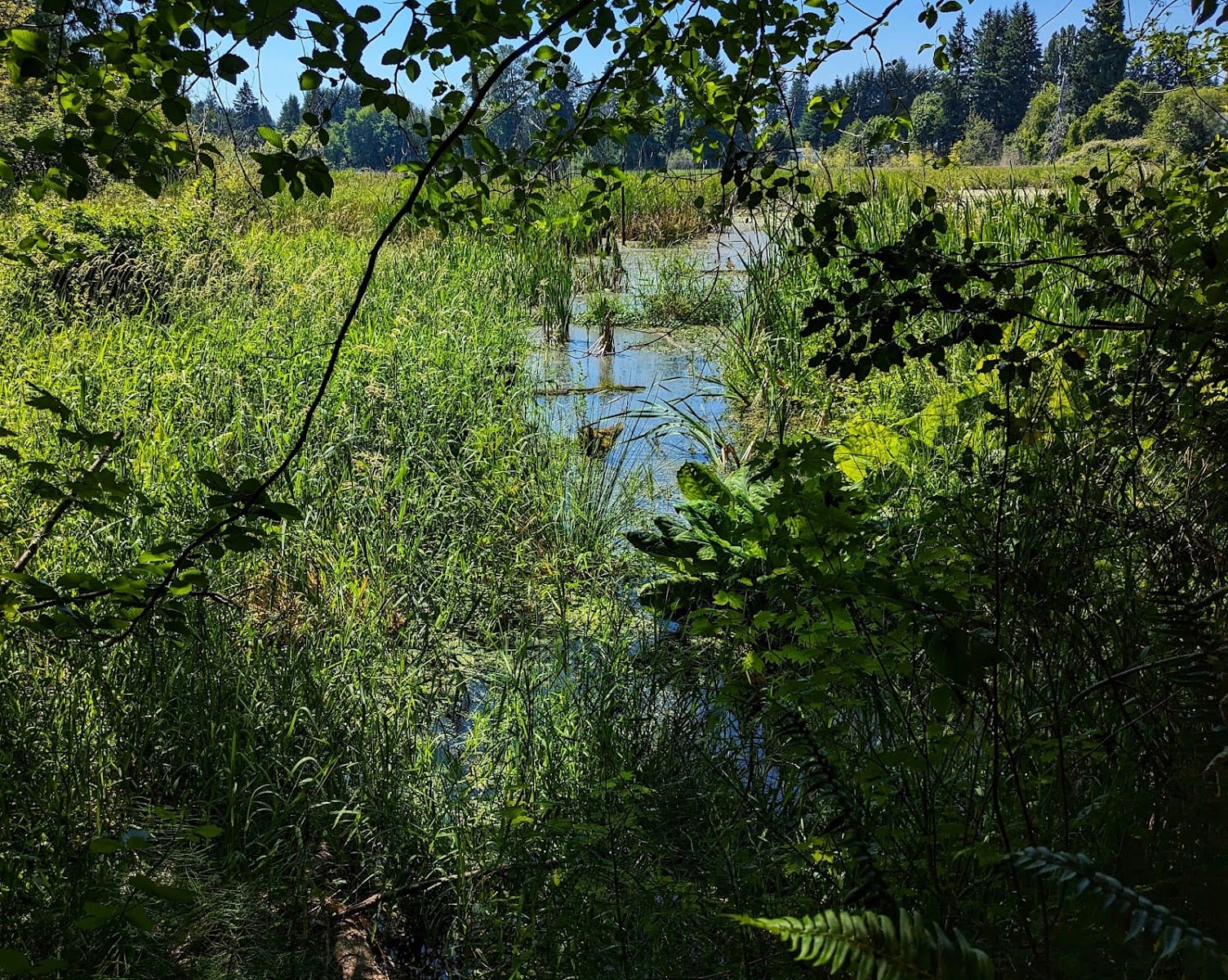 Taylor Wetlands Park