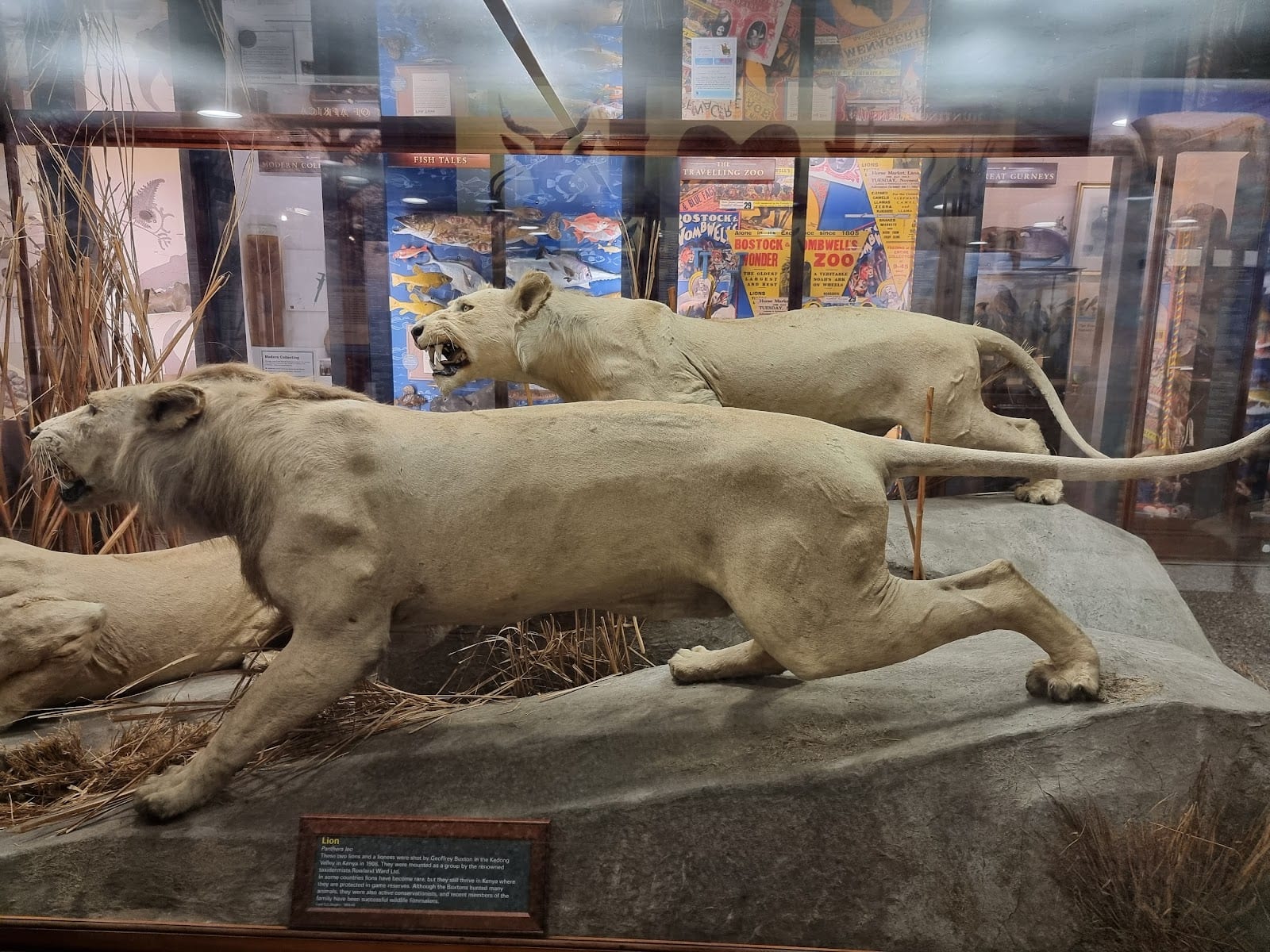 Norfolk Wildlife Gallery