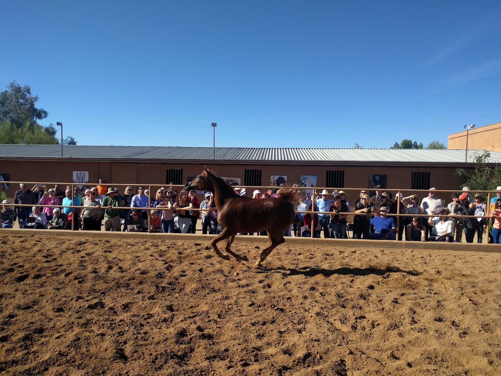 McDonald Arabians, photo 2