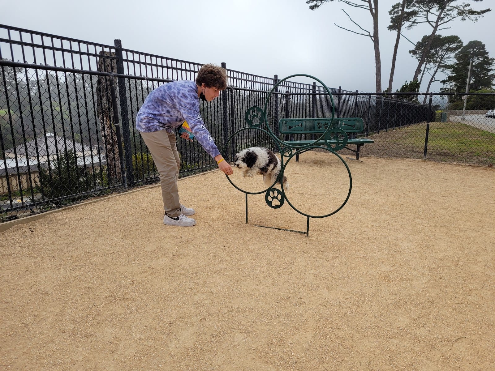 Dog Agility Park