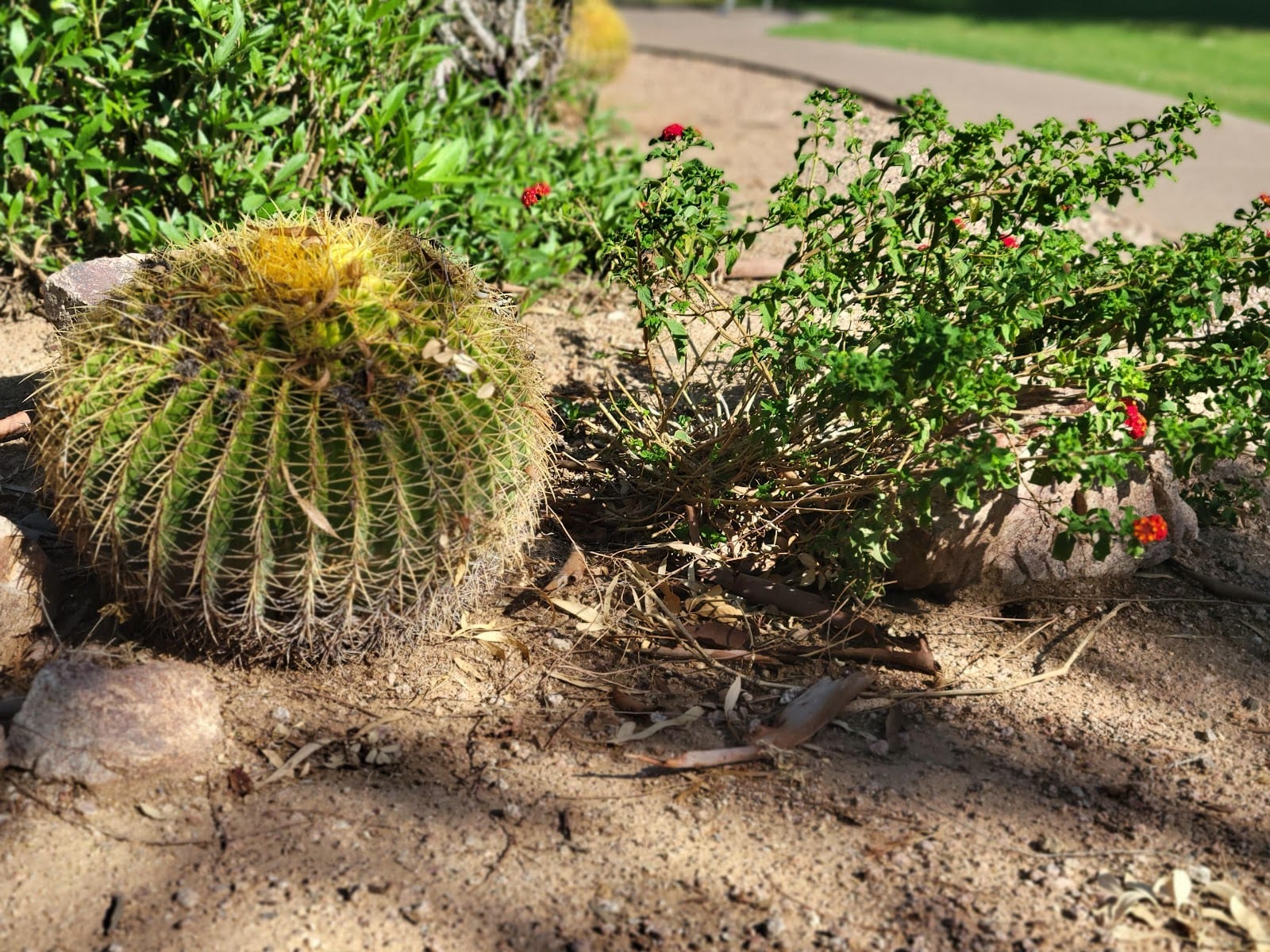 Comanche Park, photo 2