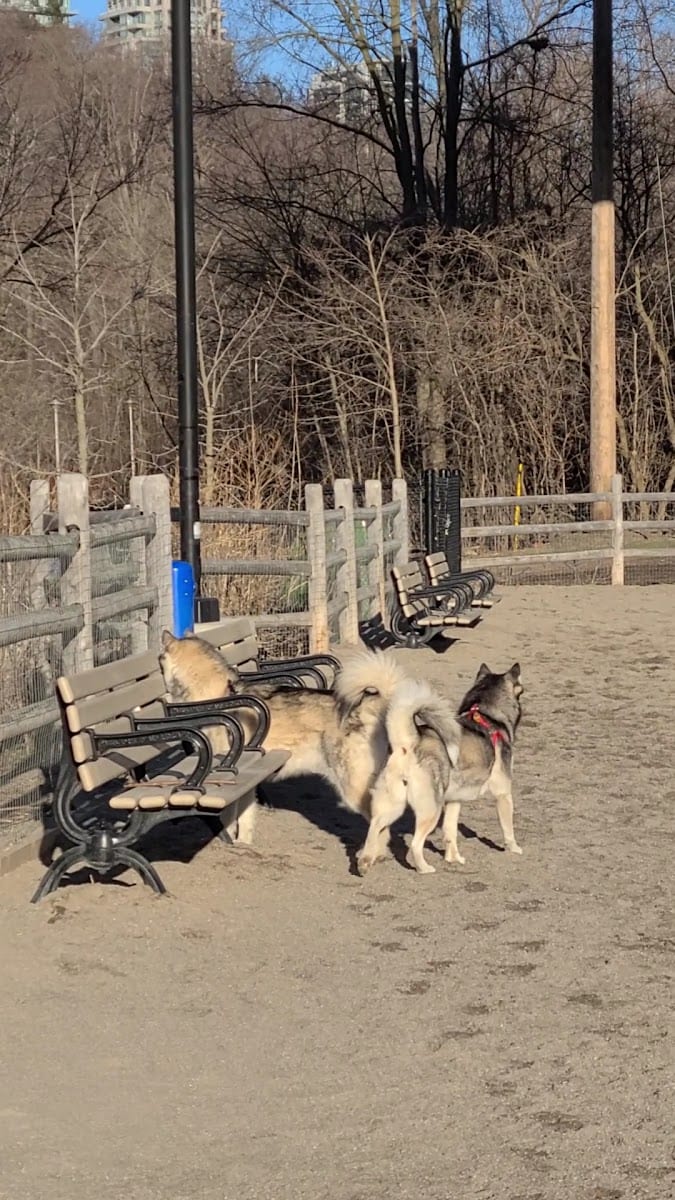 Dog Park at Winston Churchill Park, photo 2