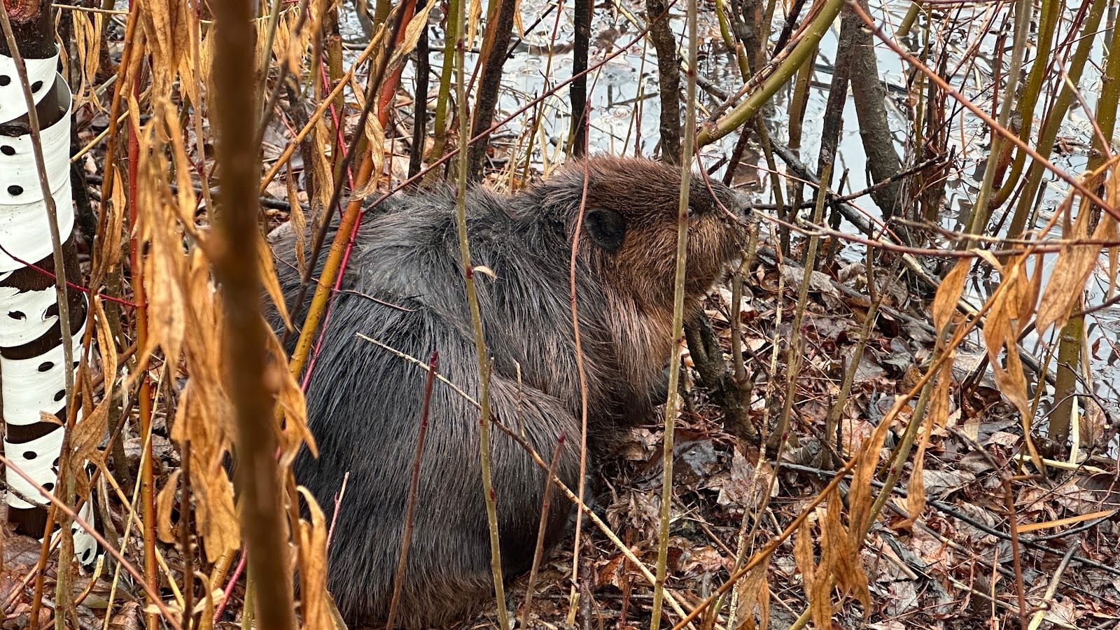 Beaver Greenway, photo 3