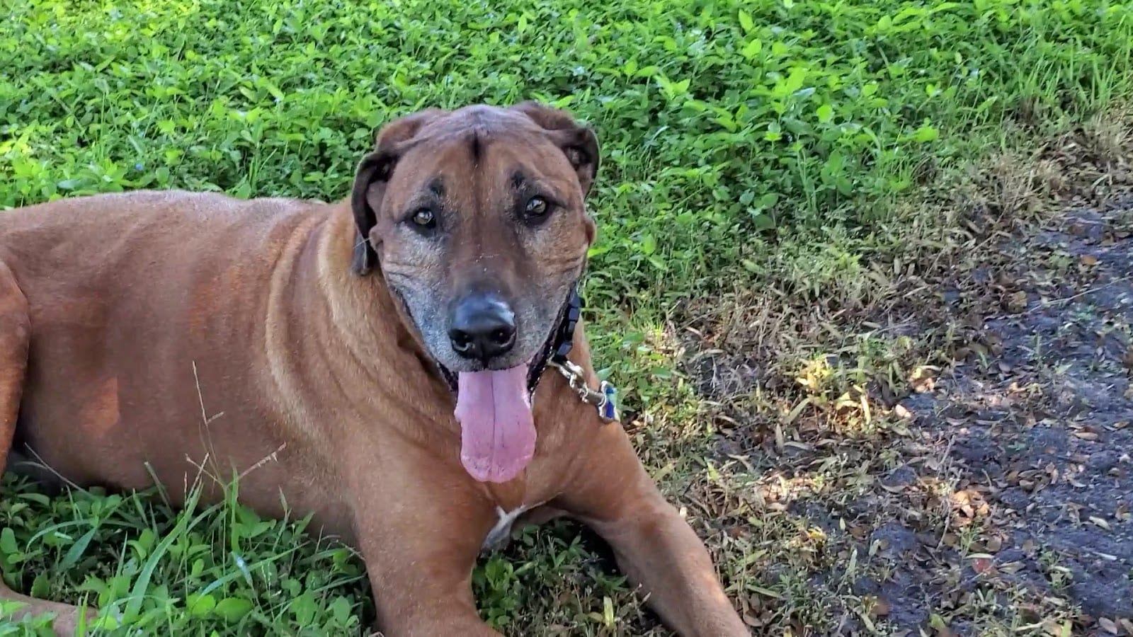 Brohard Paw Park, photo 2