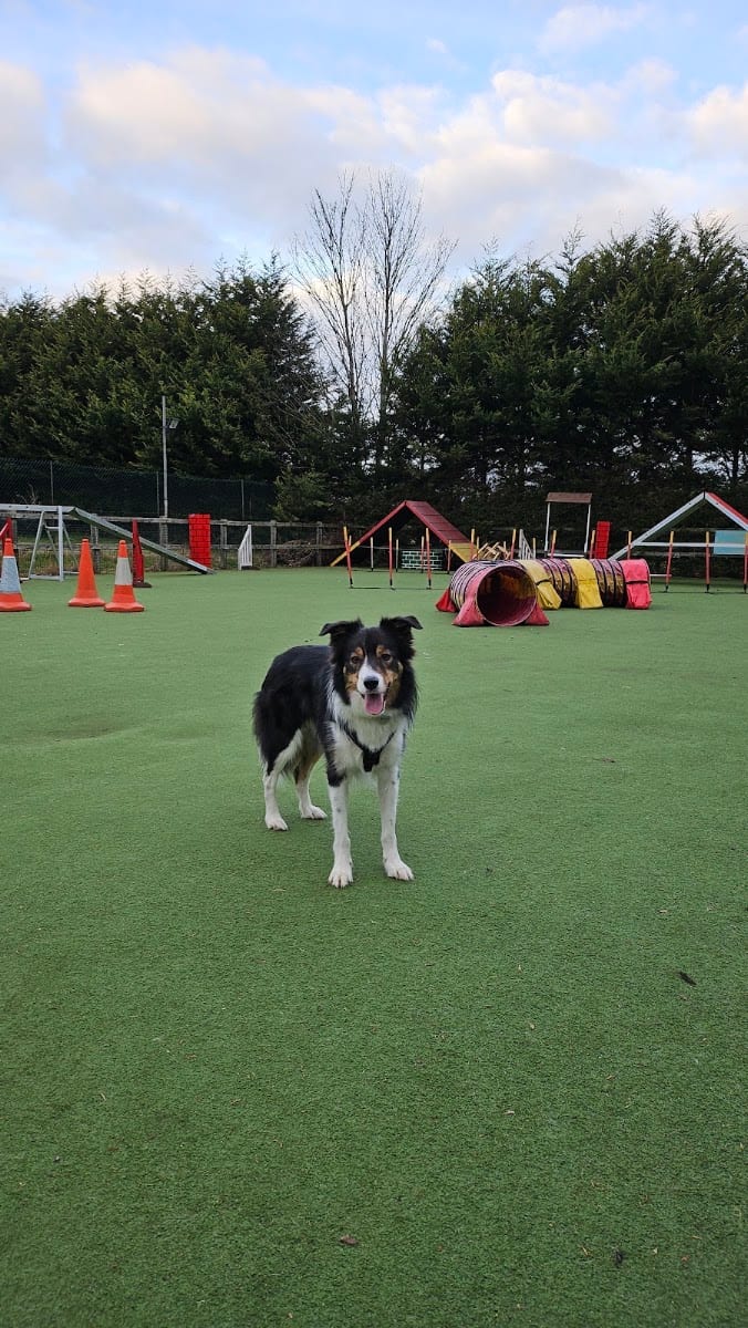 Little Revel End Dog Training and Business Centre