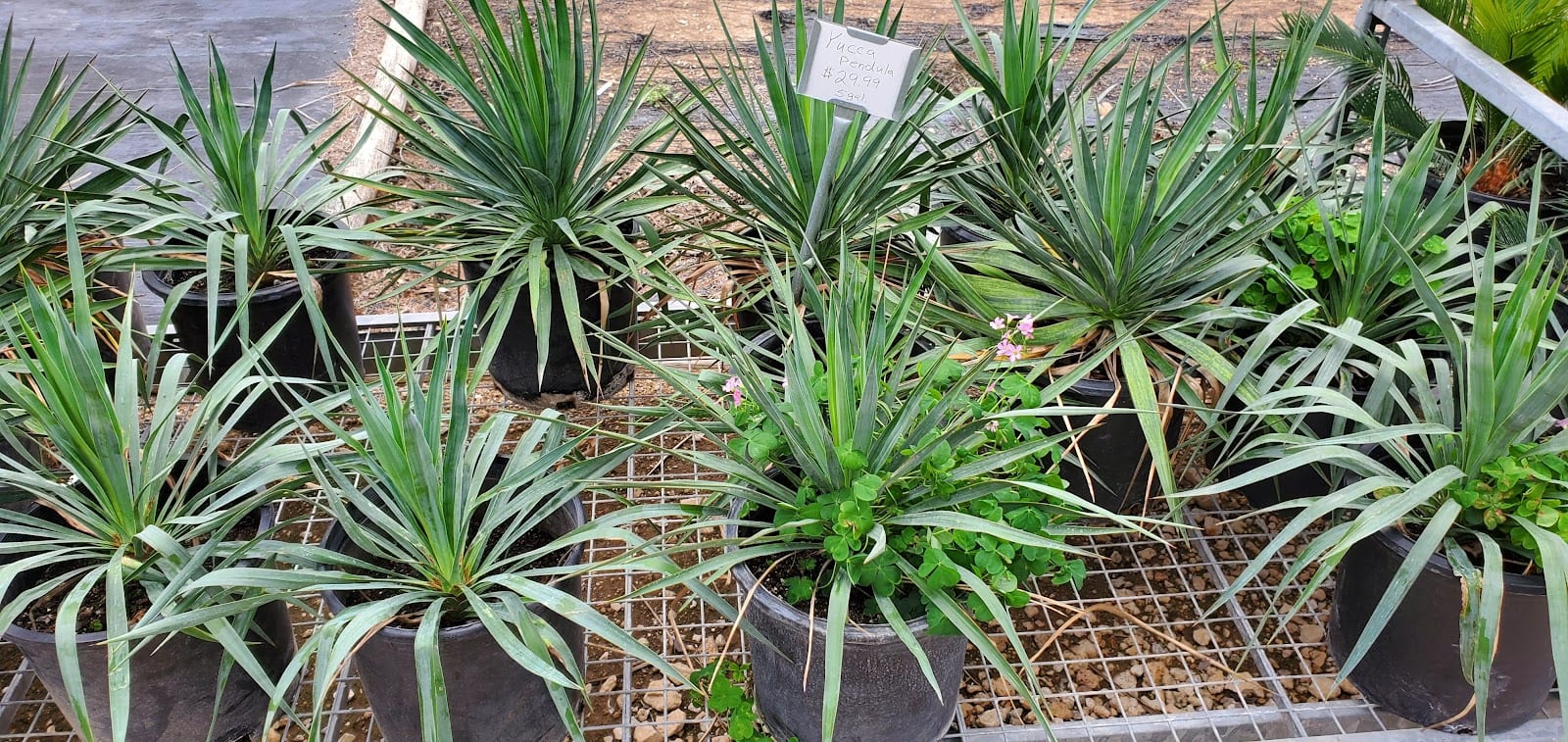 Snooper’s Nursery & Garden Center, photo 3